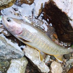 雪の残る渓流でイワナ爆釣 ～九頭竜川水系～